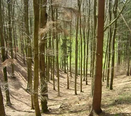 Wunderschoenes Am Waldrand